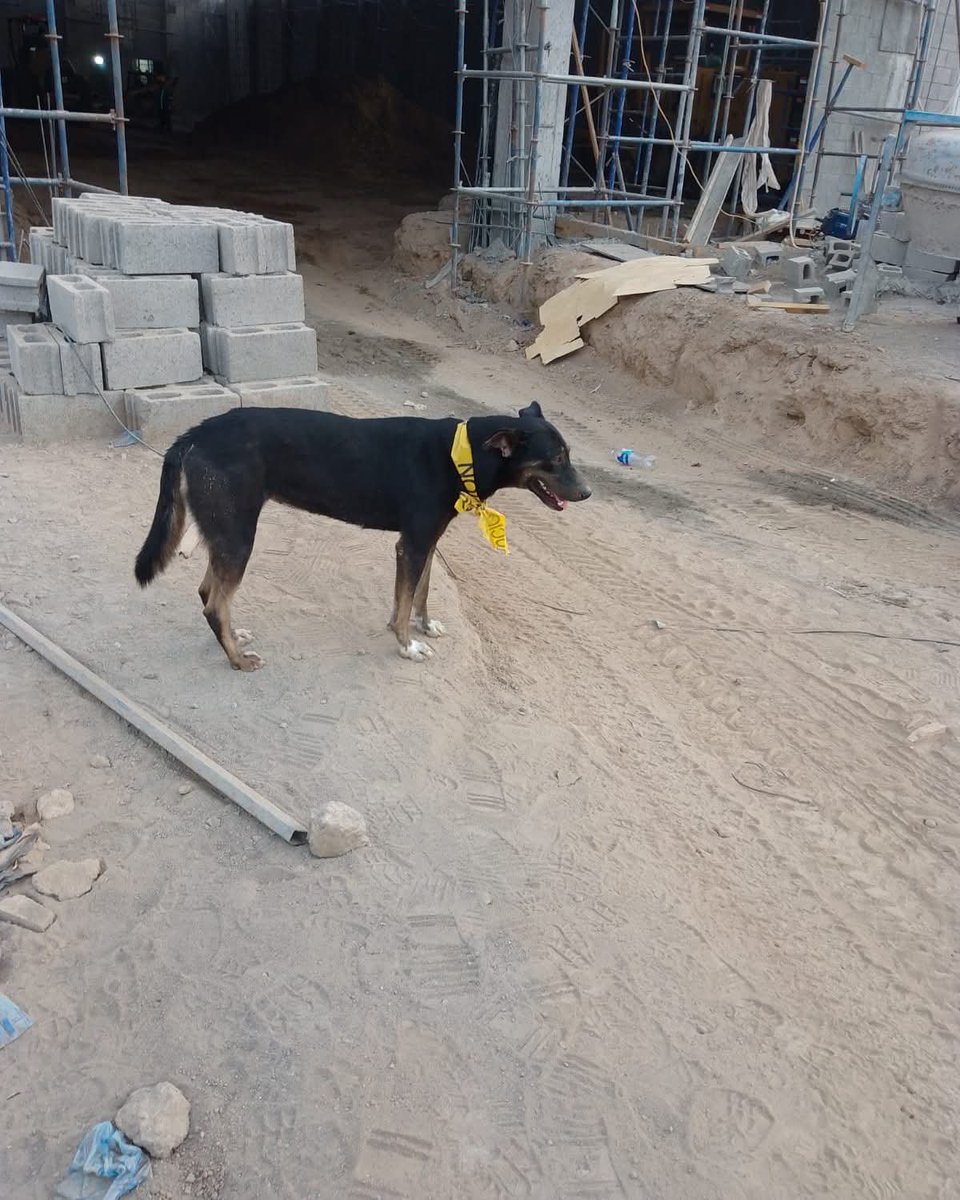 lyssitta's tweet photo. Servicio Social ✅️ 
#adopta 🐾
#urgente ‼️‼️‼️

Ella se llama negra
Está en el encuentro de San Miguel con alguien que se la trajo del encuentro de gotera
Pero no la puede seguir cuidando ya que tarabaja mucho y pasa ocupado
No se la puede llevar porque ya tiene tres y son territoriales,le van a pegar
Por favor ayúdenos a publicarla y ver si alguien la quiere adoptar,ya está castrada
Es obediente,amorosa y mancita, tendra 3 años aproximadamente 
Información en el +503 7813 2689