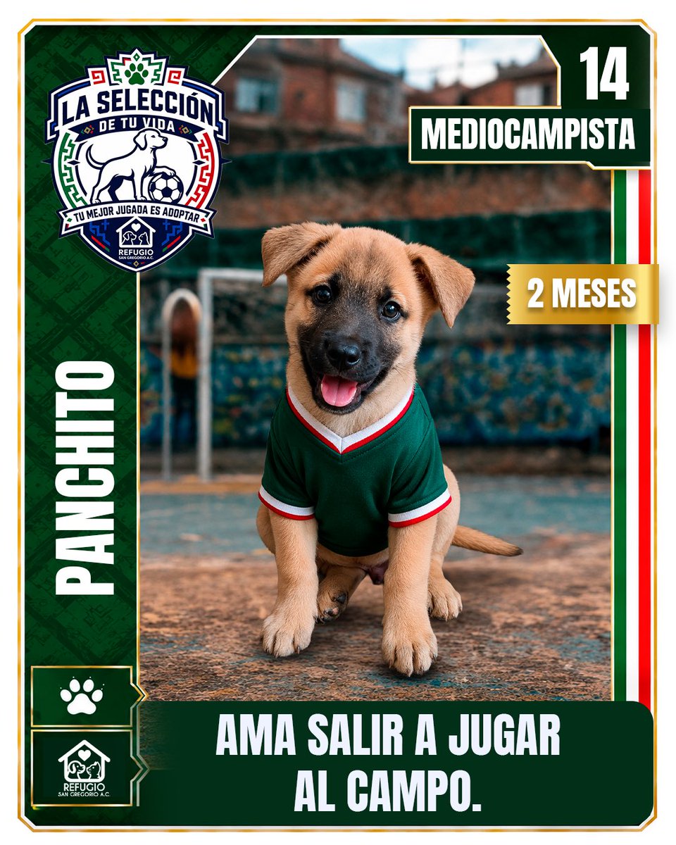 GregorioRefugio's tweet photo. @AztecaDeportes El partido más importante es el que juegas todos los días en casa 🐾⚽

Hoy #LaSeleccionDeTuVida tiene a sus mejores fichajes esperando ser parte de la fiesta 🎉🐾

Todavía estás a tiempo de sumar a tu equipo 🏠🐶🐱
Conócelos en https://t.co/LNQuLsZq64 👇 https://t.co/usZnLNoX8y