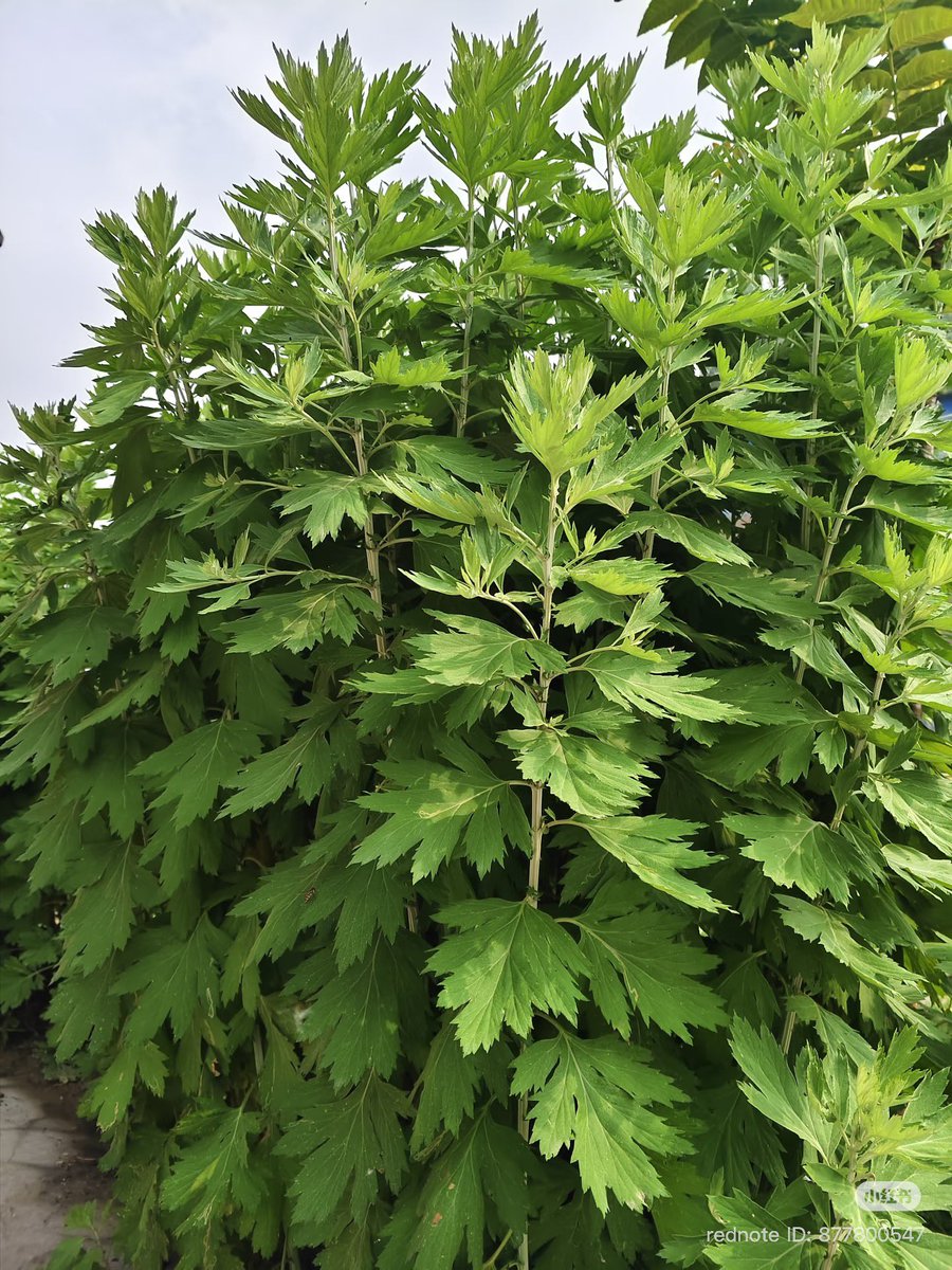 koureido's tweet photo. 食材にも使われる生薬です。

止血作用と
子宮卵巣を暖める働きがあります
芎帰膠艾湯、艾附暖宫丸に配合されています。

何だと思いますか？ https://t.co/9h3LXitym4