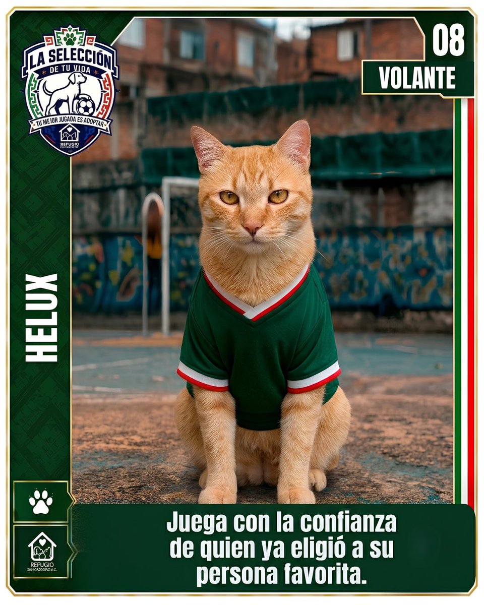 GregorioRefugio's tweet photo. @miseleccionmx @Berenais51 @osigs El partido más importante es el que juegas todos los días en casa 🐾⚽

Hoy #LaSeleccionDeTuVida tiene a sus mejores fichajes esperando ser parte de la fiesta 🎉🐾

Todavía estás a tiempo de sumar a tu equipo 🏠🐶🐱
Conócelos en https://t.co/LNQuLsZq64 👇 https://t.co/f22GBACask