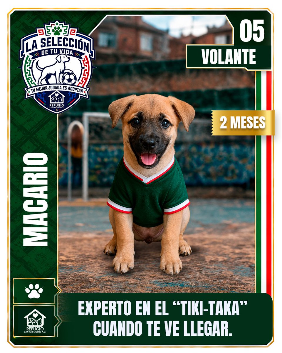 GregorioRefugio's tweet photo. @LideresMexicano El partido más importante es el que juegas todos los días en casa 🐾⚽

Hoy #LaSeleccionDeTuVida tiene a sus mejores fichajes esperando ser parte de la fiesta 🎉🐾

Todavía estás a tiempo de sumar a tu equipo 🏠🐶🐱
Conócelos en https://t.co/LNQuLsZq64 👇 https://t.co/0uIzfPGRn2