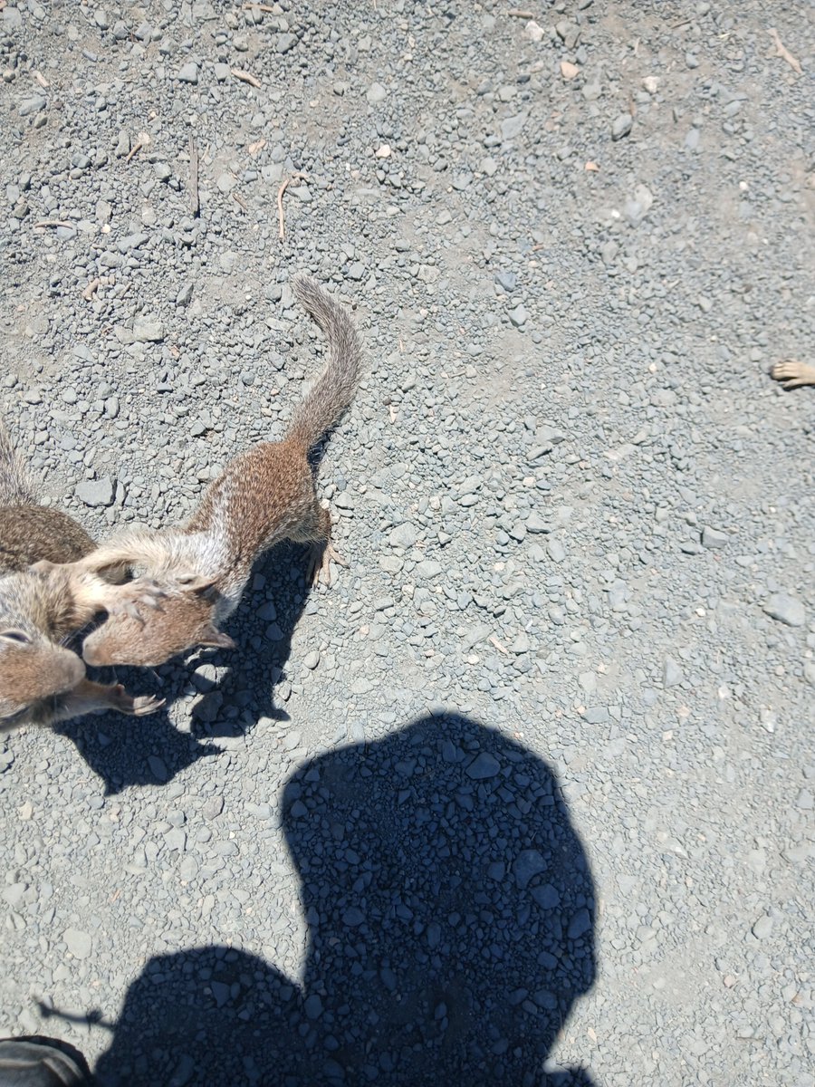YankeeTrauma's tweet photo. A day out with the friendly squirrels. https://t.co/IAgVCbYpz7