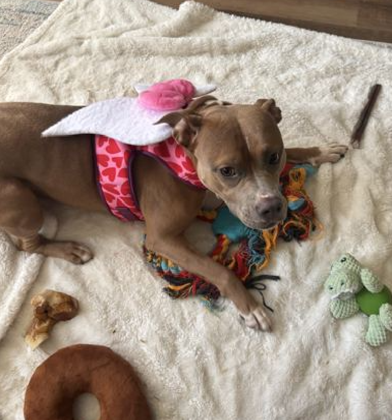 NMBewitched's tweet photo. Wow! Did you know
You can Adopt an NYCACC Long Stay for $25

Amy🥰
https://t.co/v5kZLKUpxo 
#AdoptMe 

What to know about Amy:
Amy loves to learn, she likes tricks, showing off around the neighborhood. She has a big personality & is seeking a like minded human. 
As serious about playing as she is about her naps