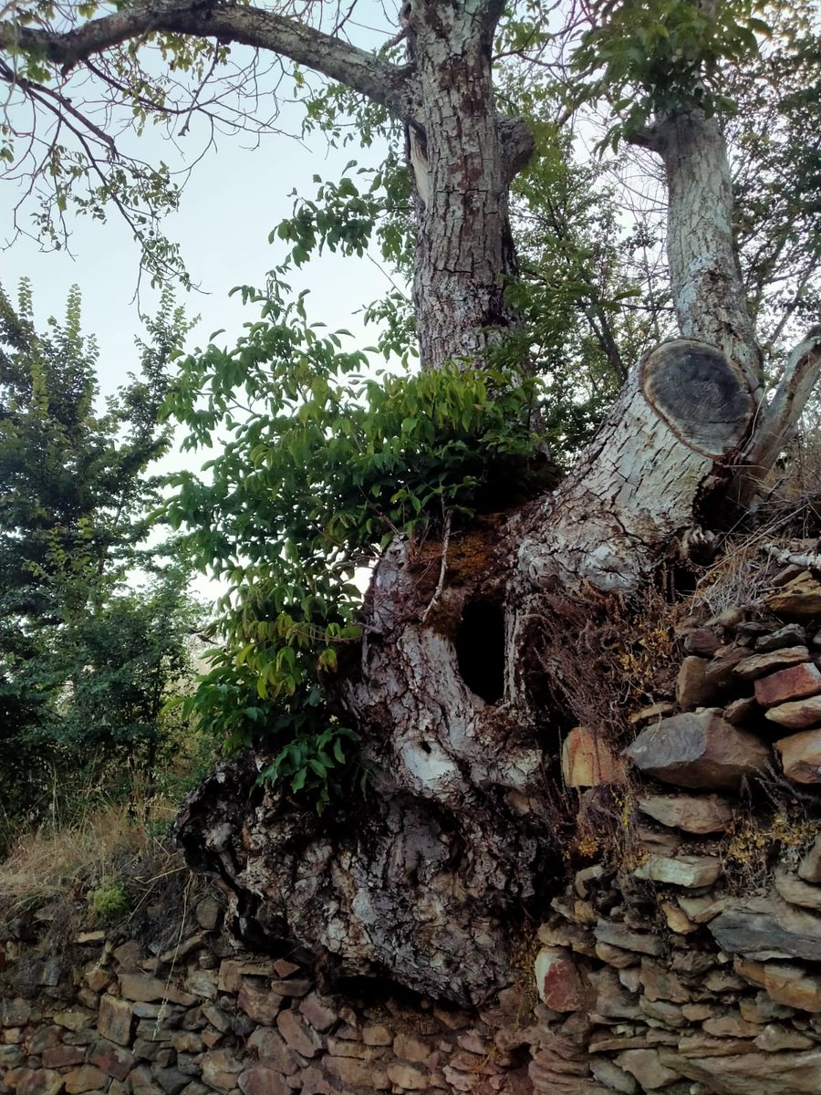 DaniElefantman's tweet photo. Castaño (Castanea sativa) viejo con un tronco hueco y ramas jóvenes que crecen en la base. #arbol #castaño #hacerfotos #tronco #ramas https://t.co/acSFHXKbYj