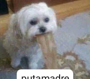 ufosaurus's tweet photo. @RoloCLN Tienes razón, siempre han sido feas JAJAJAJA https://t.co/kiXfJzKFfY