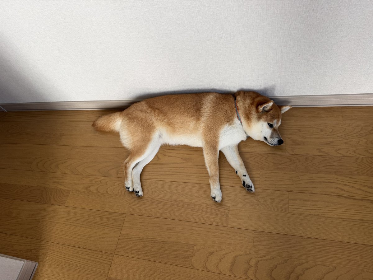oimofest's tweet photo. おはようございます https://t.co/bXnj9SKdHZ