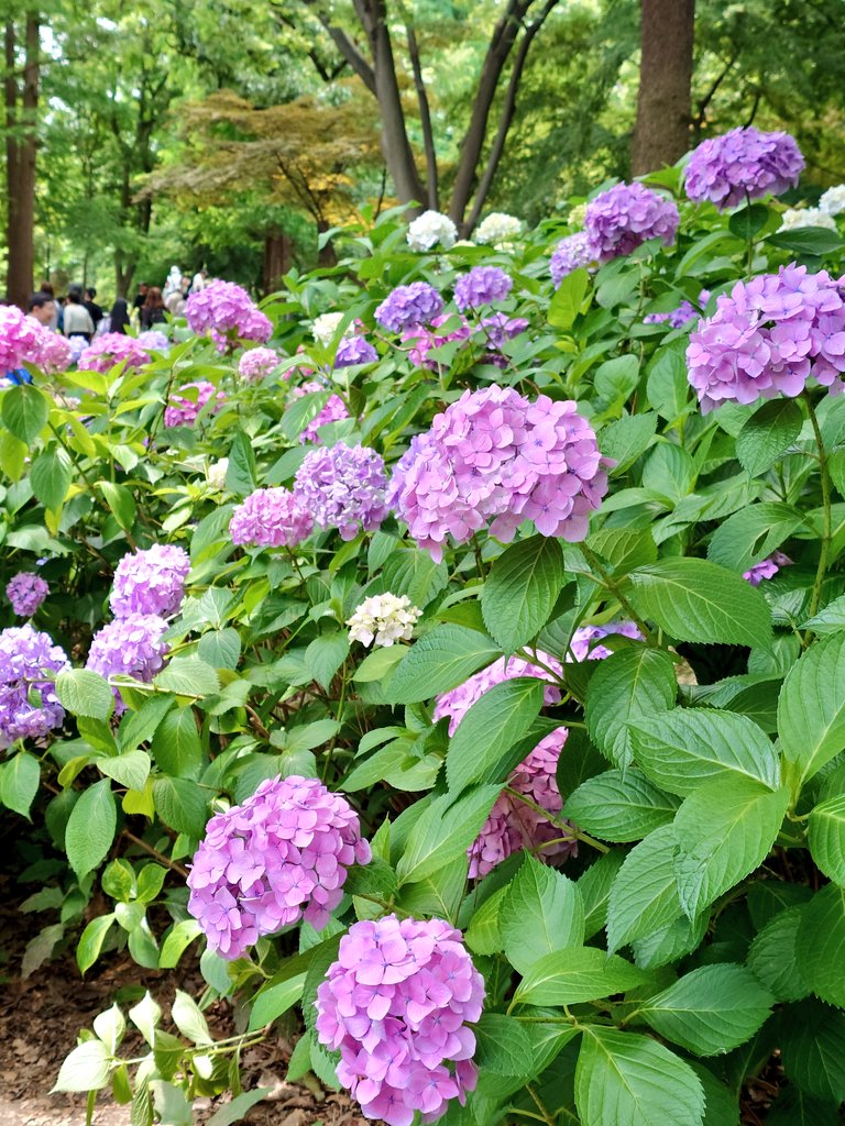mar3ok's tweet photo. おはようございます😊✨

     紫陽花の色別✨花言葉は

     💙『辛抱強い愛情』
     🤍『寛容』
     🩷『元気な女性』
     💜『神秘』

植物園の近くで誰かを待っている
野良猫ちゃん😺🐾

      今日も一日安全にお元気で
                         お過ごし下さいね🍀

2026.6.12 https://t.co/VYfCplo1St