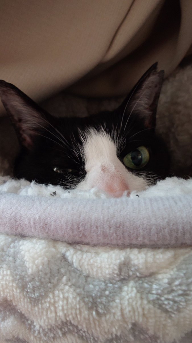 hiroppe_7's tweet photo. #おは猫ペケート

首大丈夫？
お留守番よろ https://t.co/TK0yozzdxY