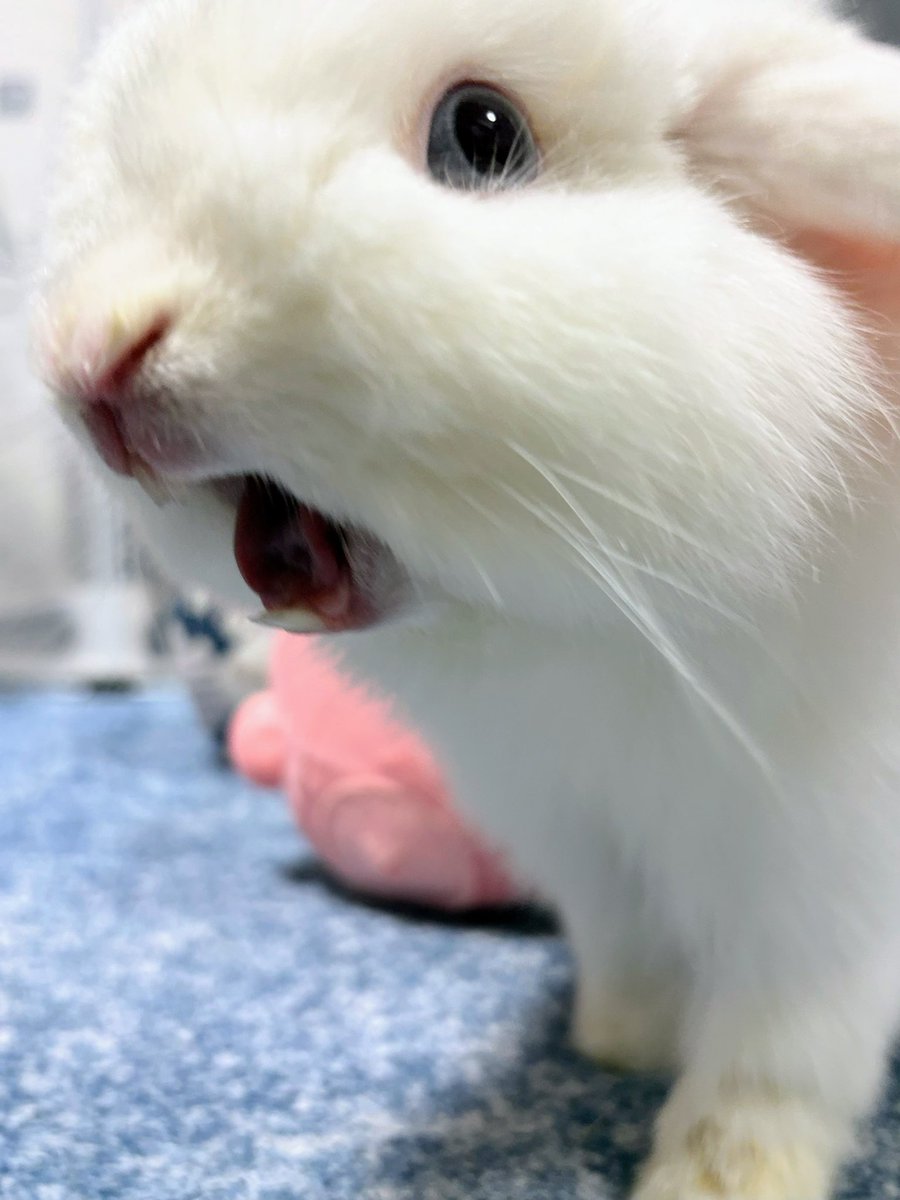 うさぎ王子とフロア tweet media