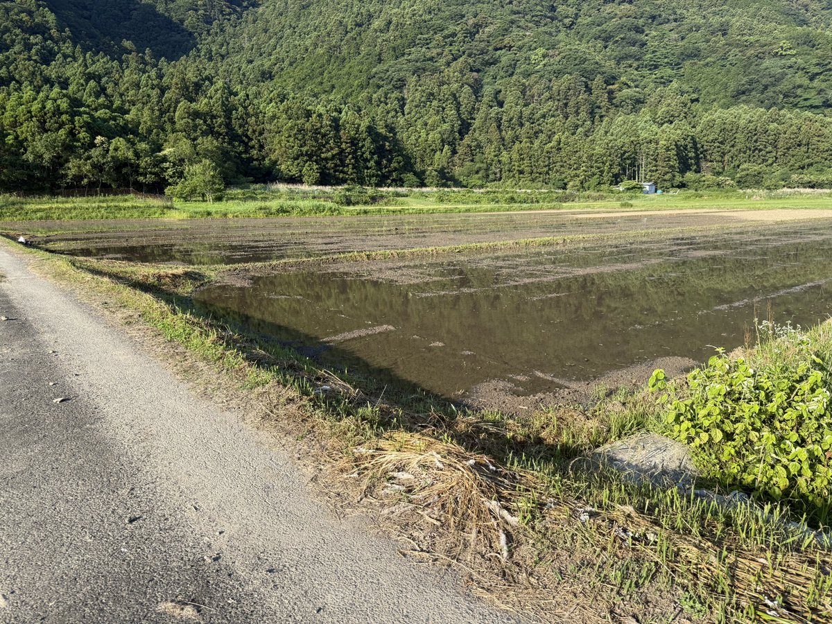 yamanekomai's tweet photo. 田植えから間もない田んぼの稲は黄緑色(1枚目奥)で、日が経って稲が成長すると青々としてきます(1枚目手前)🌱✨
田植えも大詰め！これから田植えをする田んぼもまだあります！！🚜
農道の水たまりだったところではヤマネコの足跡？がありました(3枚目)🐾
#今日の田んぼ
#ツシマヤマネコ米
#ヤマネコ米 https://t.co/Wa9w2UQkQJ