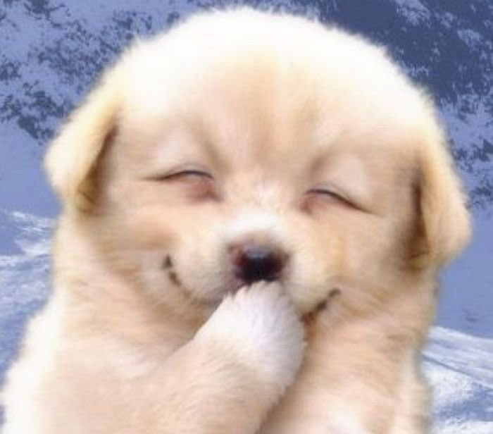 ouzgenta's tweet photo. 개죽이 . . ⁿ›̥̥̥ ⩊ ‹ⁿ https://t.co/1XEsoLDv0t