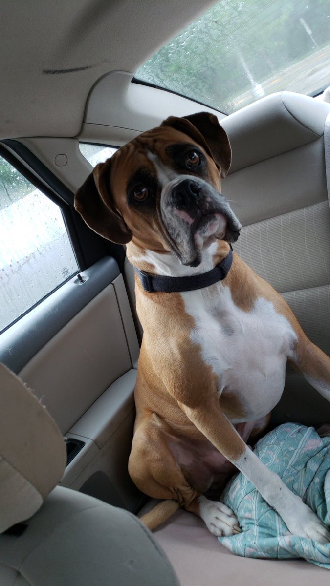JimOnDemand's tweet photo. I've said, "My boy is gone," a 1000 times since Monday. Today, for the 1st time, I got to say, "My boy is back." Not in the way I hoped for, but for now, that's enough. #Onelastride together, buddy. After 15 yrs, countless miles, &amp; memories, you will always be #myboy.
#Dewey #Dog https://t.co/I9LyV8yx4W