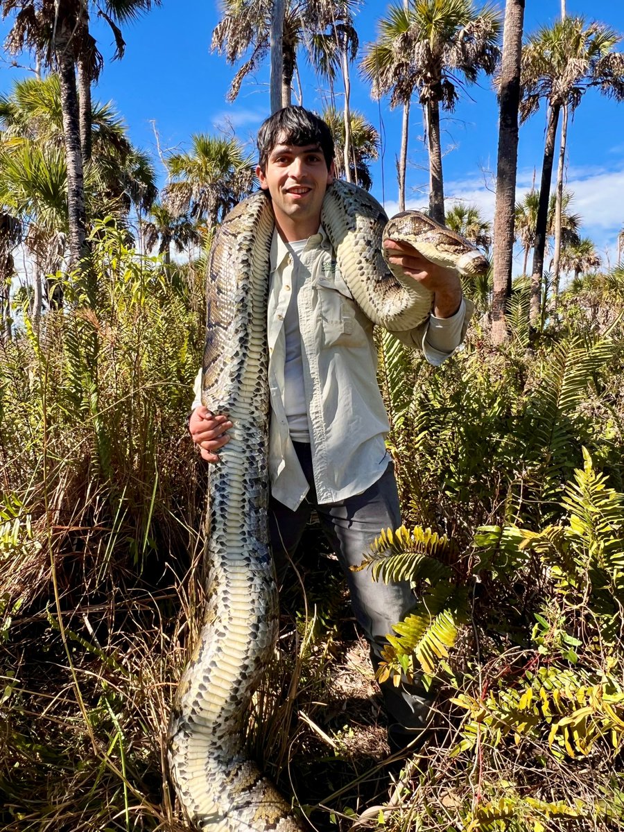 FOUR TONS OF PYTHONS | Southwest Florida researchers just wrapped their ...