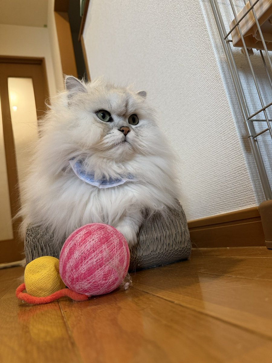 eri06291's tweet photo. サリー君の後ろ姿、大きいなぁ☺️
後ろからそーと頭と背中ナデナデして一緒にお外を見てる時間って幸せを感じるなぁ🥰　
仕事は無理せずゆるーくしてこようかな🙃
今日もよろしくお願いしまーす🐾 https://t.co/2ElD420qyg