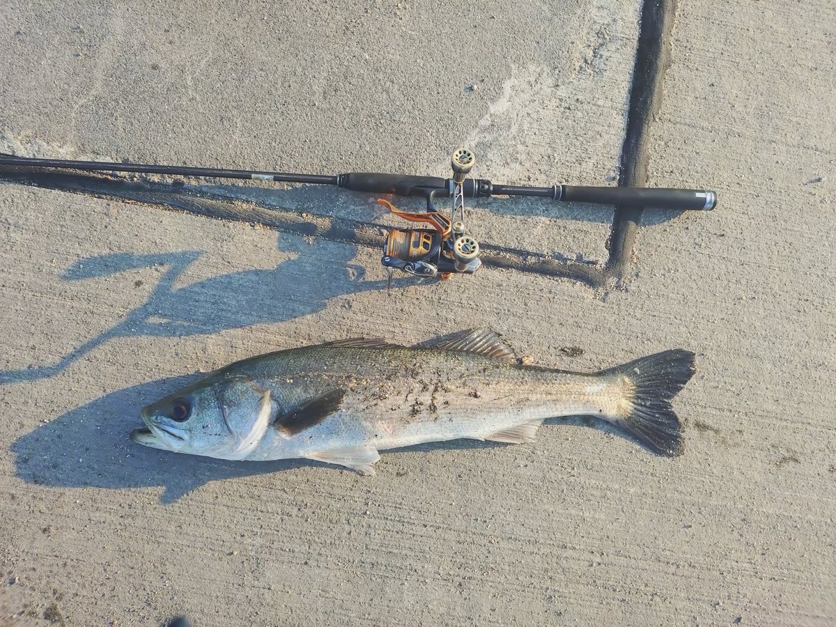 mitsu09hayashi's tweet photo. おはようございます✨
朝活フィッシング🎣🐟
今朝は好調でした🥰 https://t.co/b4XV1hVBER