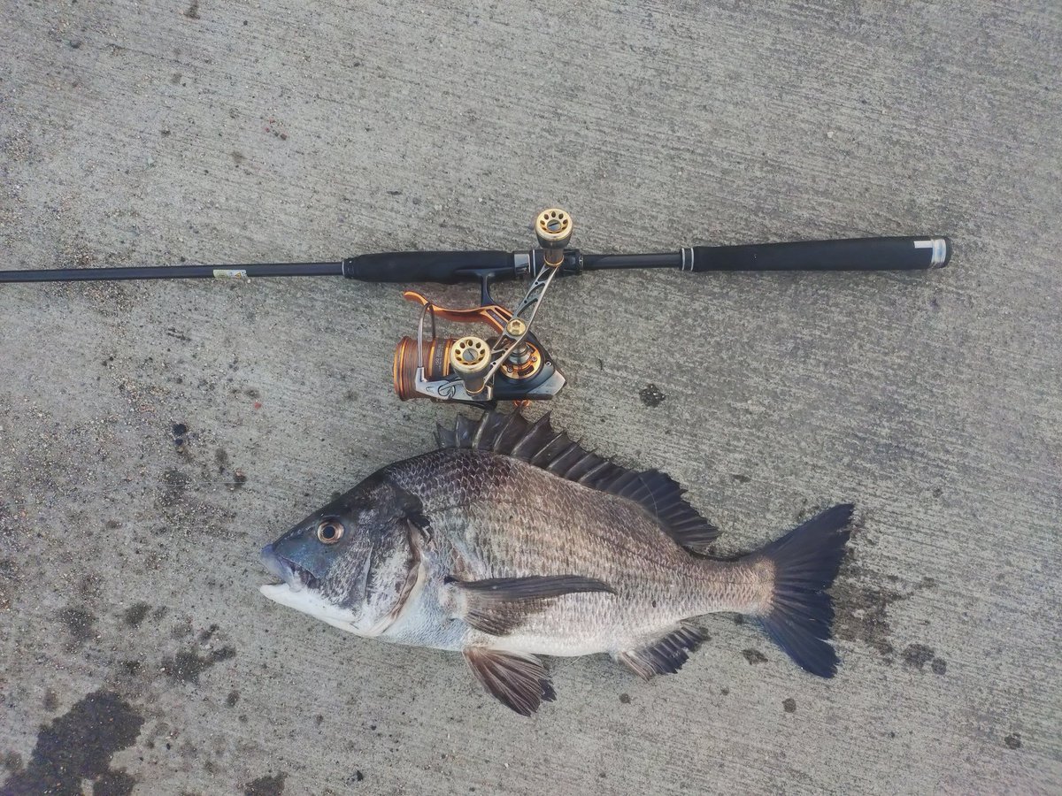 mitsu09hayashi's tweet photo. おはようございます✨
朝活フィッシング🎣🐟
今朝は好調でした🥰 https://t.co/b4XV1hVBER