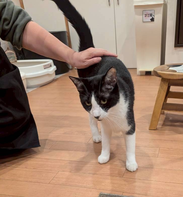 cat_cafe_sakura's tweet photo. 今日もパトロール頑張るね♪🐱

毎日フロアのパトロールをしてくれるタンタンくん★
ごほうびはトントン＆ナデナデです😊💕

甘えられるずっとの家族待ってます✨
 #たんたん🌸
#保護猫カフェさくら #いながき動物病院 #保護猫 #猫  #ねこ  #保護猫カフェ https://t.co/8Bzto4wArX