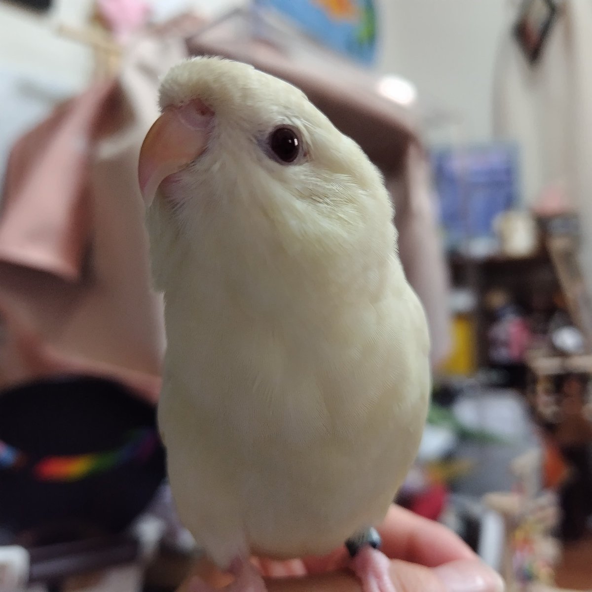 waniwanimani115's tweet photo. 🐤 おはこっこ https://t.co/gCZjFKGZfb