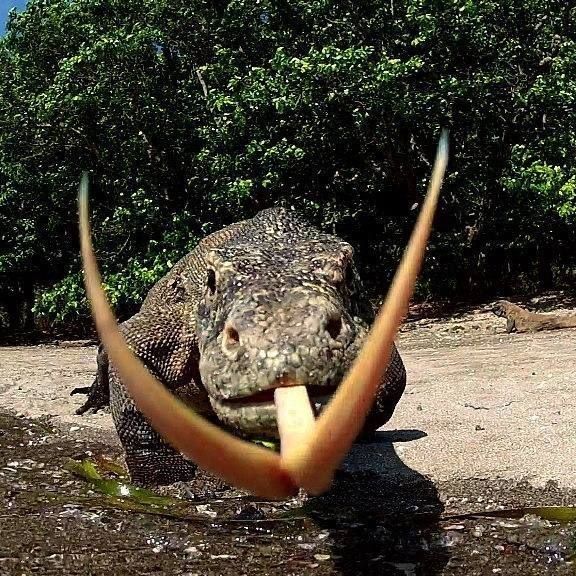equine__dentist's tweet photo. pov: you’re a delectable feral pig, or perhaps a tasty goat https://t.co/xG69i8AJGU