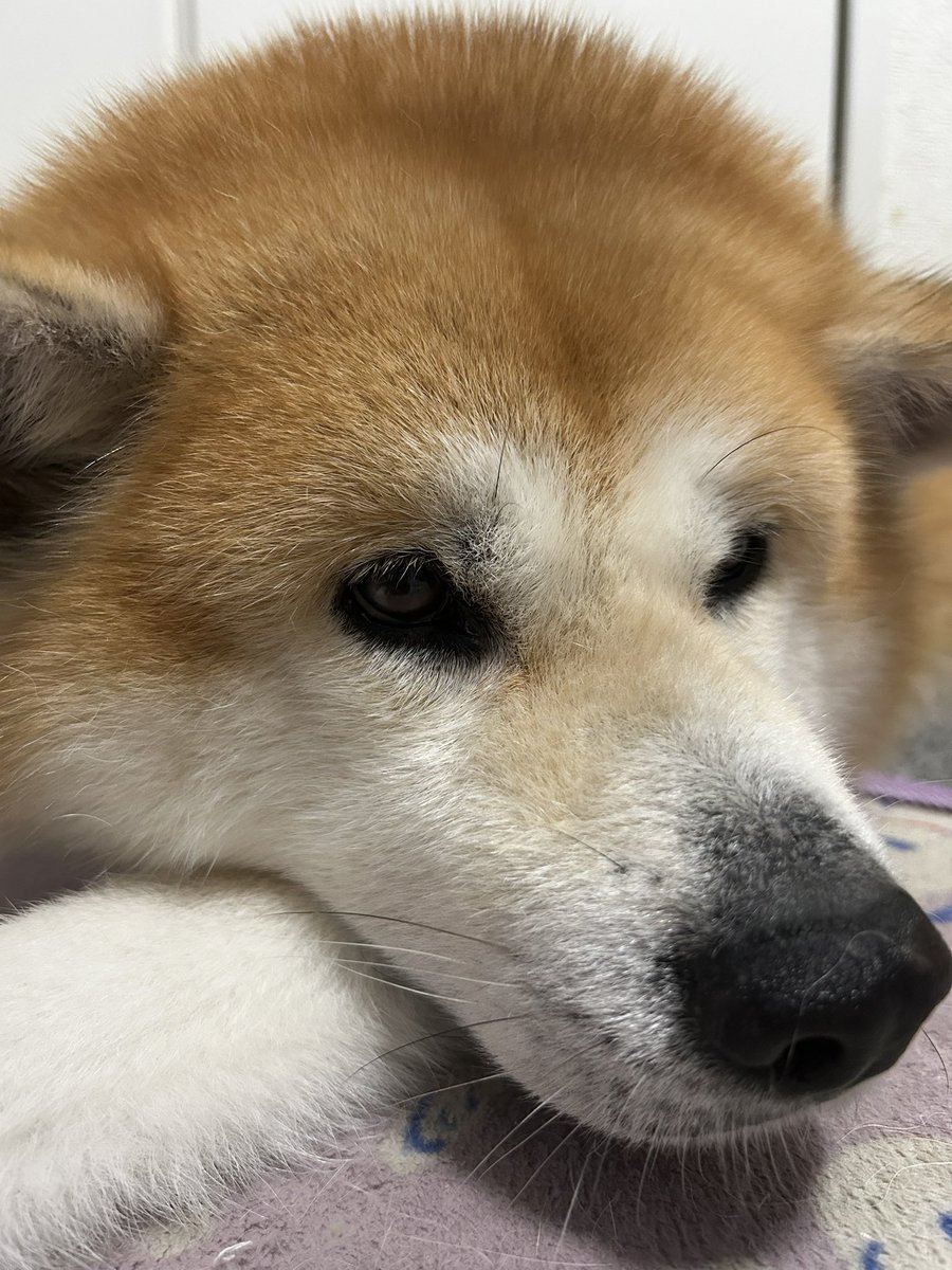 HapochiHapochi1's tweet photo. おはよう���ざいます☀️

はいっ！今日もハチは可愛いです🐶💕 https://t.co/pqYvLjjuNQ
