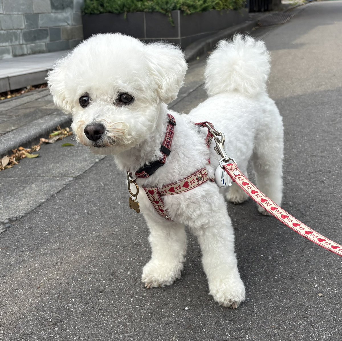 0307Jun2's tweet photo. おはようございます😄
今日は☀️☁️☂️27℃の予報です
不安定で忙しい⁈お天気になりそう💦

昨日くるみ🐶は🏥へ
ワクチン💉接種して来ました
いつものことだけど、鳴きもしなかったので、先生👩‍⚕️褒めてくれました♪

#我が家の🐶
#くるみ
#今朝の空 https://t.co/uiQMSfz7uP