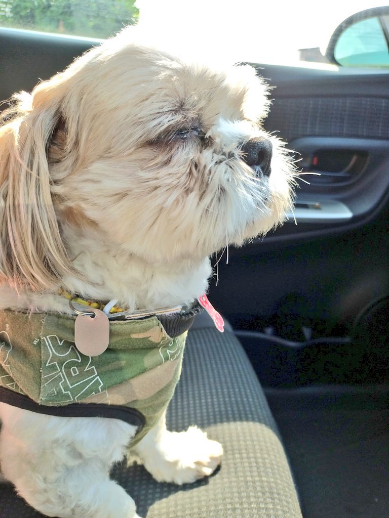 R77115232's tweet photo. やっと華金だワン🐶✨
#funkyfriday　 #シーズー
#シーズーこてつ #鼻ぺちゃ https://t.co/tKejsQXPcr