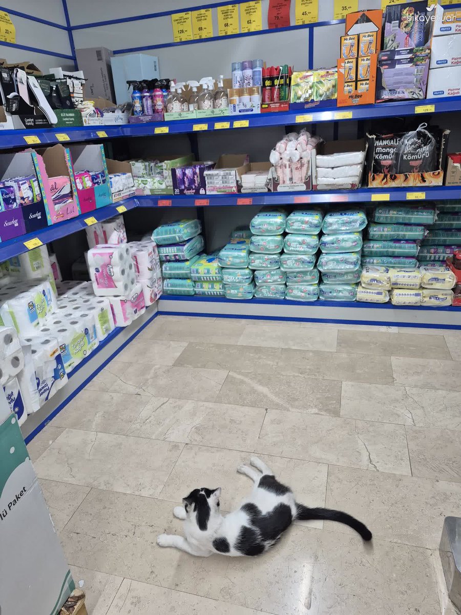 ZobiciQue's tweet photo. Zincir marketlerin içinde kediler köpekler resmen düzen kurmuş, toplum sağlığı hijyen hak getire, karışan görüşen yok bunları mühürlesenize?

Zavallı bir adamcağızın bakkalını sırf Suriyeli diye mühürlemek dümdüz vicdansızlık.

Ruhsatı yokmuş diye kimse belediyeyi savunmasın ruhsatı yoksa 15 gün süre verirsin evraklarını işlemlerini tamamla dersin yapmazsa o zaman kapatırsın bu kadar basit adam Suriyeli belki yasal prosedürleri bilmiyor üstelik bu sorumluluk muhasebeciye ait adamı bilgilendirmeliydi.