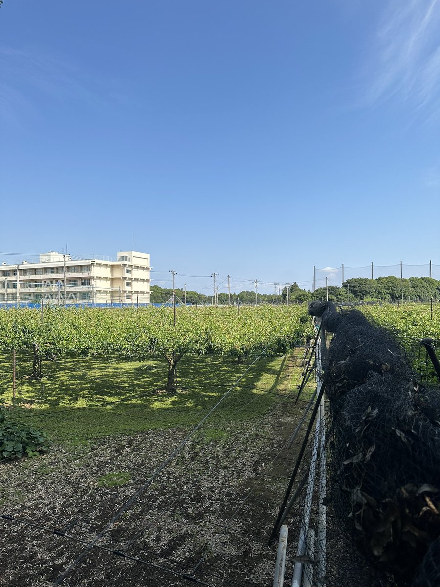 bicikoshi's tweet photo. 網掛け始めるやで https://t.co/kDD5dCrib6