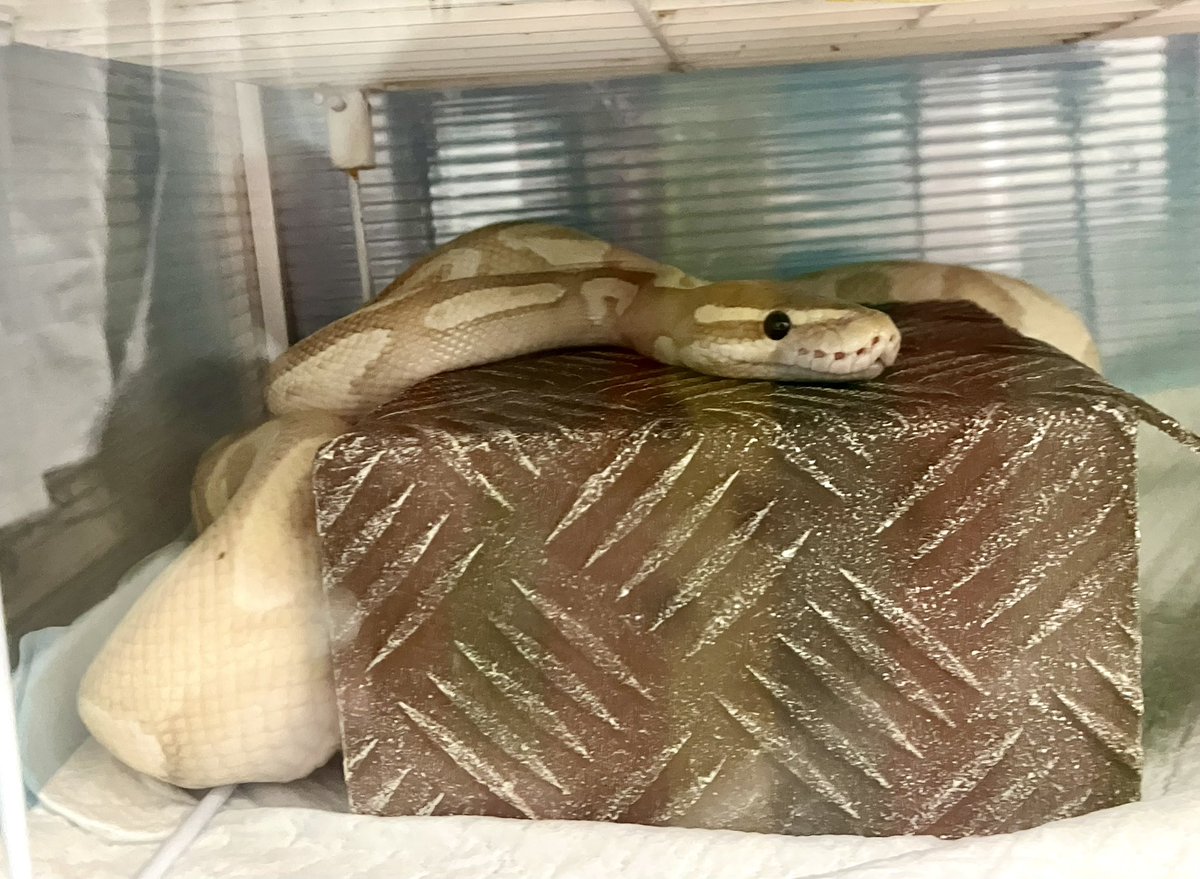 simosnake4165's tweet photo. おしっこ片付けてもらって安心したもちもち https://t.co/RgyBdNWqSg