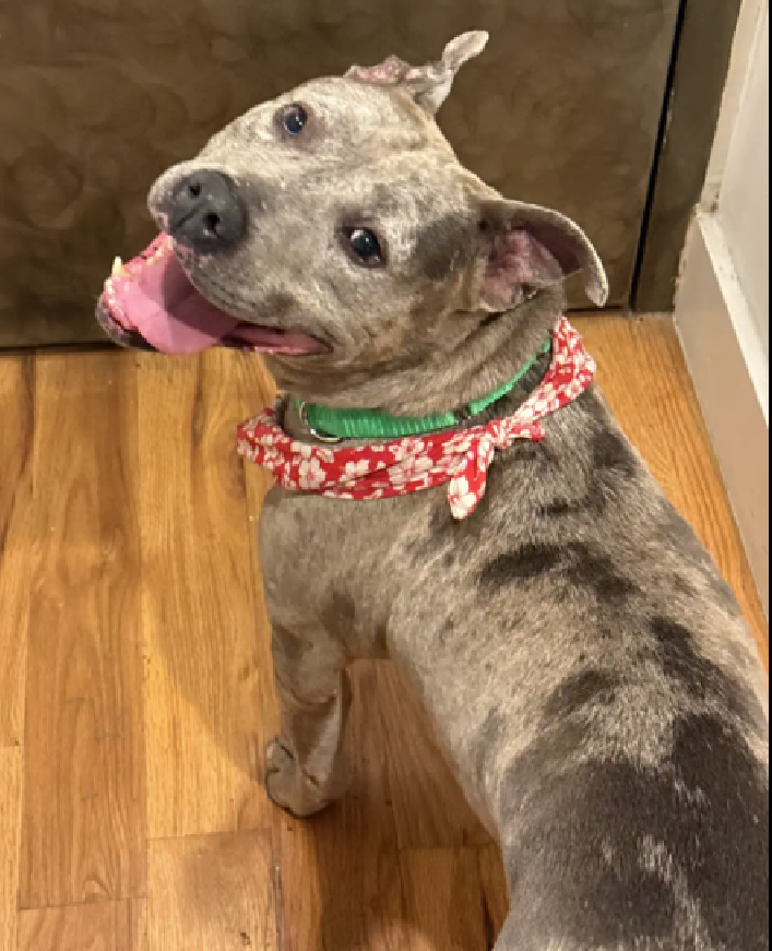 NMBewitched's tweet photo. Does your home need a new Jam?

Jam😍
https://t.co/ofNQQ9eBVR 
#AdoptMe 

I never thought she would wait 455 Days for a furever home. She is delightful, a shiny, happy girl filled w/ a zest for life & joy 

She is going to judge you, be right next to you for every chore, nap everywhere & own you