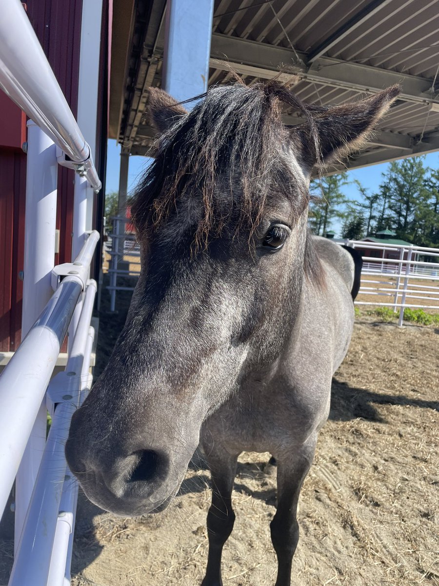 chikudaiumabu's tweet photo. 今日のクロマメ🐴
今日もお顔がとっても可愛かったので撮ってしまいました🥰
⁡
🦋
⁡
#帯広畜産大学 #うまぶ #馬 #十勝 #horse https://t.co/ajabhvzGhc