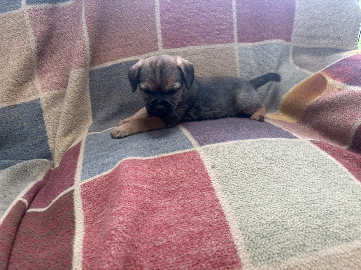 Humphrey’s tail. Guided by Lord Alfred & Clarence tweet media