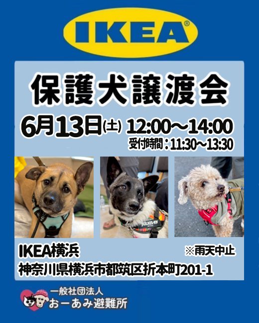 oamihinanjyo's tweet photo. 明日はIKEAで保護犬譲渡会❣️

6/13(土)12:00-14:00(受付13:30まで)
※雨天中止
IKEA横浜にて

かわいいワンちゃんが皆様のお越しをお待ちしています🐶🐱
チャリティグッズの販売もありますよー✨
ぜひご来場ください😊

#おーあみ避難所 #保護犬 #譲渡会 https://t.co/tqfBJnmEPR