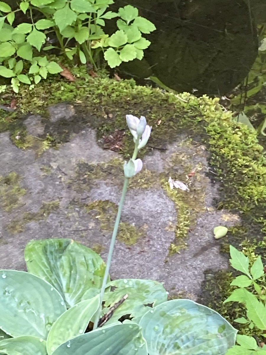 kiro1948's tweet photo. 庭の草花。
ギボウシのつぼみ。

毎日何度も見ていたつもりだけれど、ふと気づいたらギボウシの蕾が咲きかけていた。きっと明日は咲いているのではと慌ててシャッターを切る。 https://t.co/NtoTVchsa3