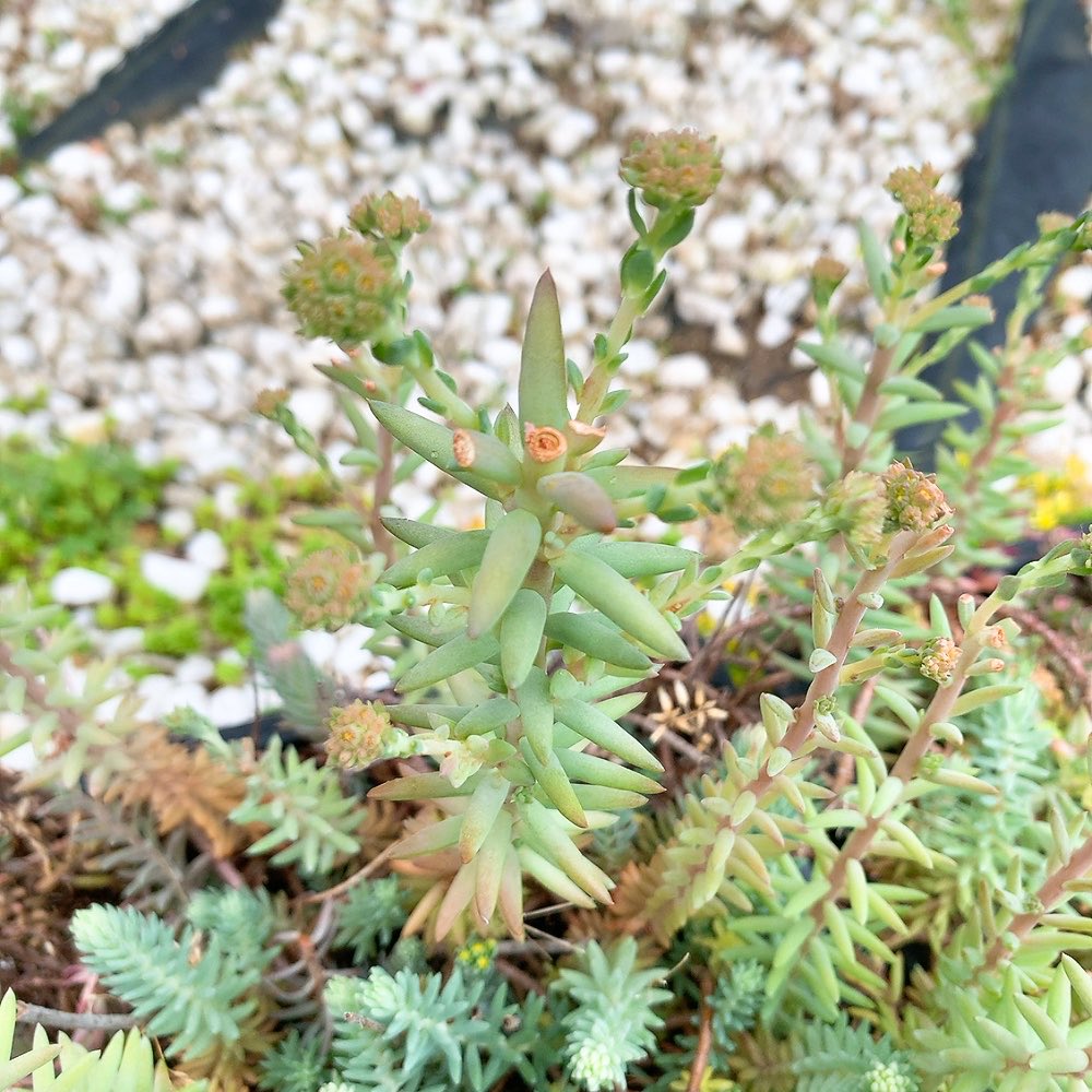 fraiseflower's tweet photo. セダムの花芽あんま切ったこと
無かったけど今年はバツバツ切ったら
倍以上の花芽出してる〜😂🌱
また切るかどうしよう🤔✂️ https://t.co/FQ7K0gU7qp