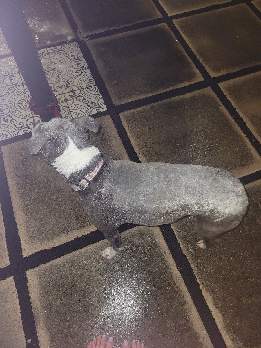moon_telescoper's tweet photo. @LeeandLie This is my stinker (covered in baking soda). She thought it would be fun to fight a skunk. And my idiot self thought it'll be fun to bring her inside to clean it off. Woke up the house with the smell. Still have some residual skunk smell almost 2 months after it happened. https://t.co/Yzf5viDD8z