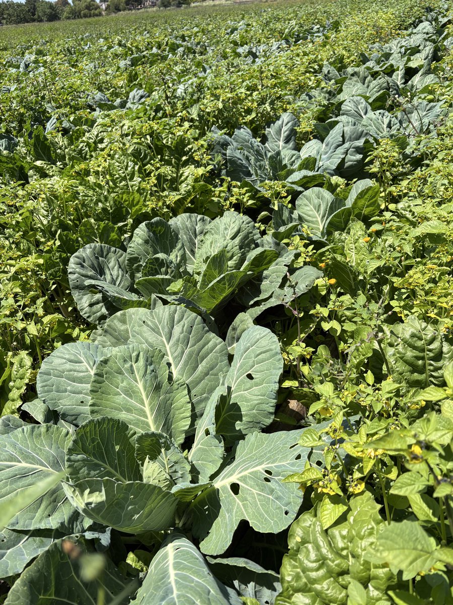 KhalsaAidUSA's tweet photo. Khalsa Aid California’s Khethi Seva at Dig Deep Farms included watering crops, conducting a seed inventory, and harvesting produce including collard greens, kale, and onions. A special highlight was harvesting some of the collard greens that KA volunteers helped plant in March. https://t.co/zIL1AdW0WI