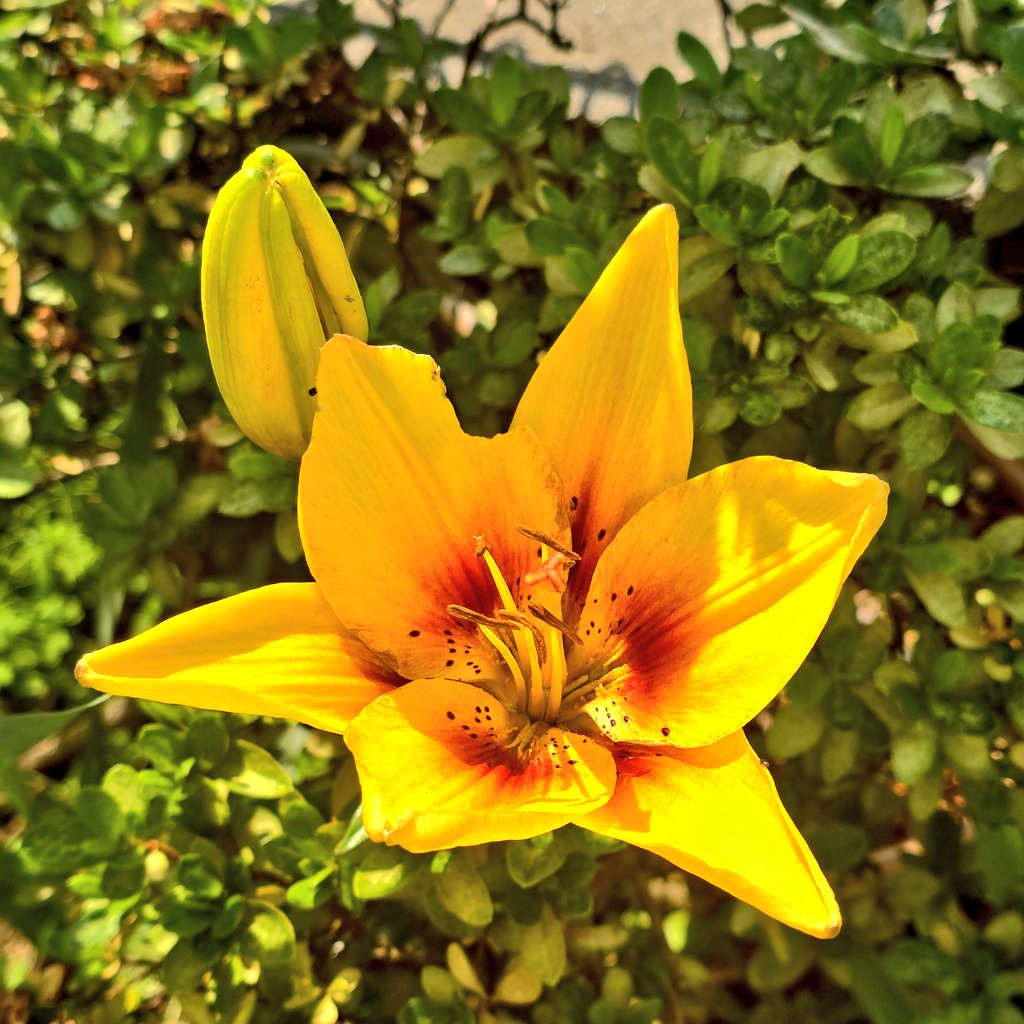 U1Oyo's tweet photo. 百合が咲きました🎶
植えっぱなしでだんだん減ってきて今年は二本かな
#庭の花 https://t.co/c3LBd2oyk1