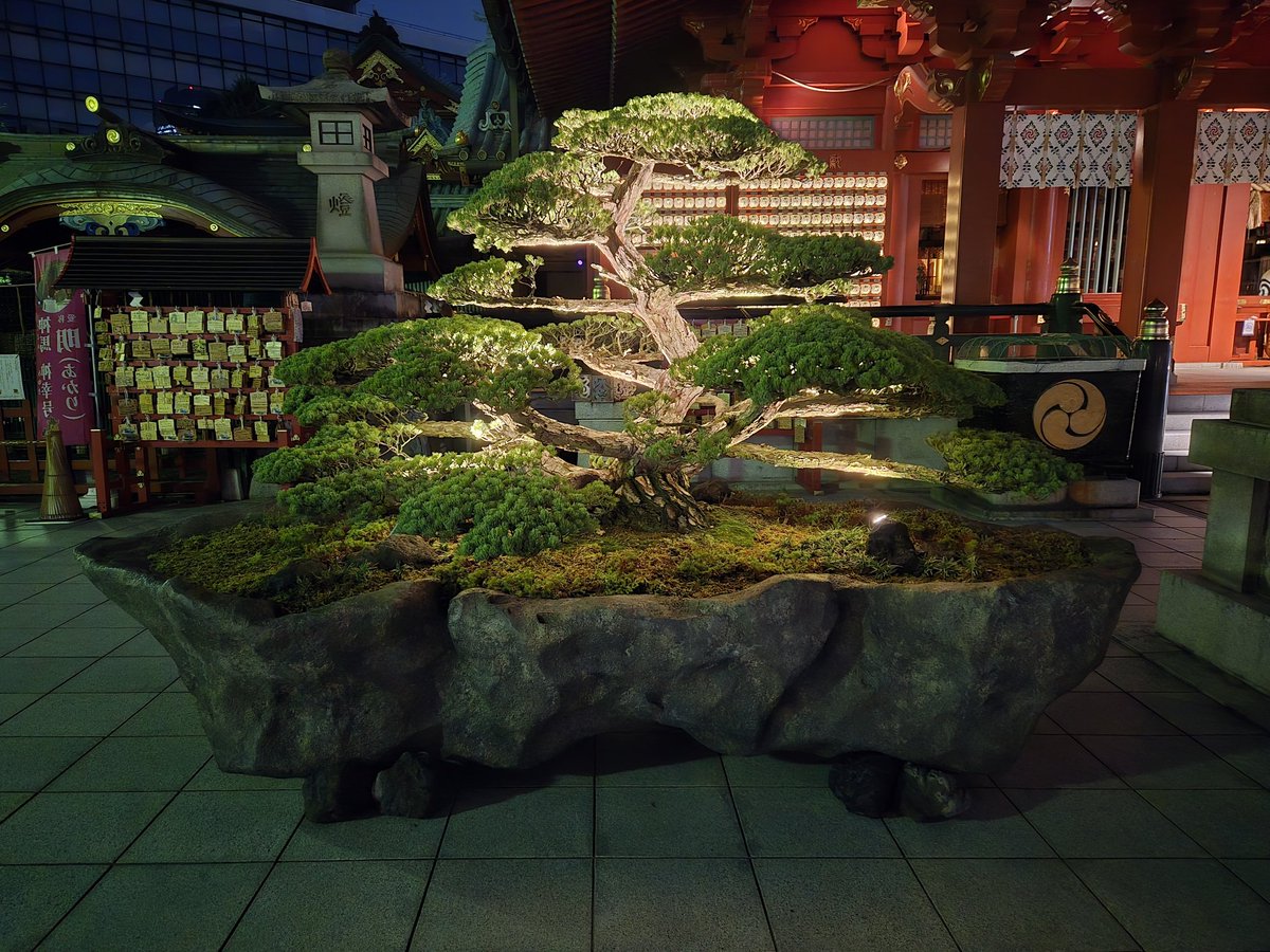 ryu2924's tweet photo. 神田明神で巨大盆栽の植え付け作業をしました。
高松の盆栽が由緒ある神田明神で飾られるのは高松盆栽にとっても良い事だったと思います🙂
しばらく飾られるようなのでお近くの方は是非とも。
ライトアップもされてます。 https://t.co/UoBEmGYGLw