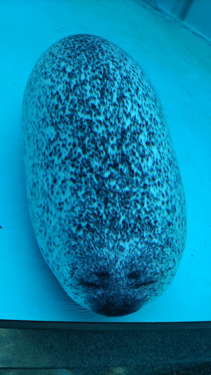 on2taro1's tweet photo. オハヨーゴザイマス

#男鹿水族館
#ゴマフアザラシ　#ゴクウ https://t.co/koYKk3lShl