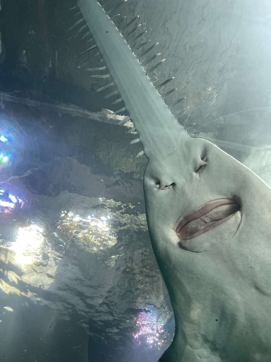 anchobi83's tweet photo. ライブ翌日、私の第2の推しに会いに水族館へ。2館ハシゴ。

おスシで見たアザラシクレープ食べたいと、久しぶりにしながわ水族館へも行ってみたけど、なかったー！あれはドラマ用に作られたものらしい🤭
帰宅して最終回ようやく見た。本当にいいドラマだったなぁ✨🥹

ウツボが泳いでるの初めて見たー https://t.co/jpv9Su5SZN