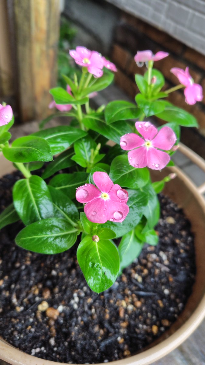 EdotouKomae's tweet photo. 店頭鉢植え ボンザマーガレットを スターカイトに植え替えました
ガマンしてひと株だけ 
成長を見守っていただけるとうれしいです
おそば美味しくできました

夕立ちあるかも気をつけてどうぞ

穏やかな日差しがどちら様にも届きますように #江戸藤 #狛江 #国領 #そば処江戸藤 https://t.co/mfWpwzWZrx