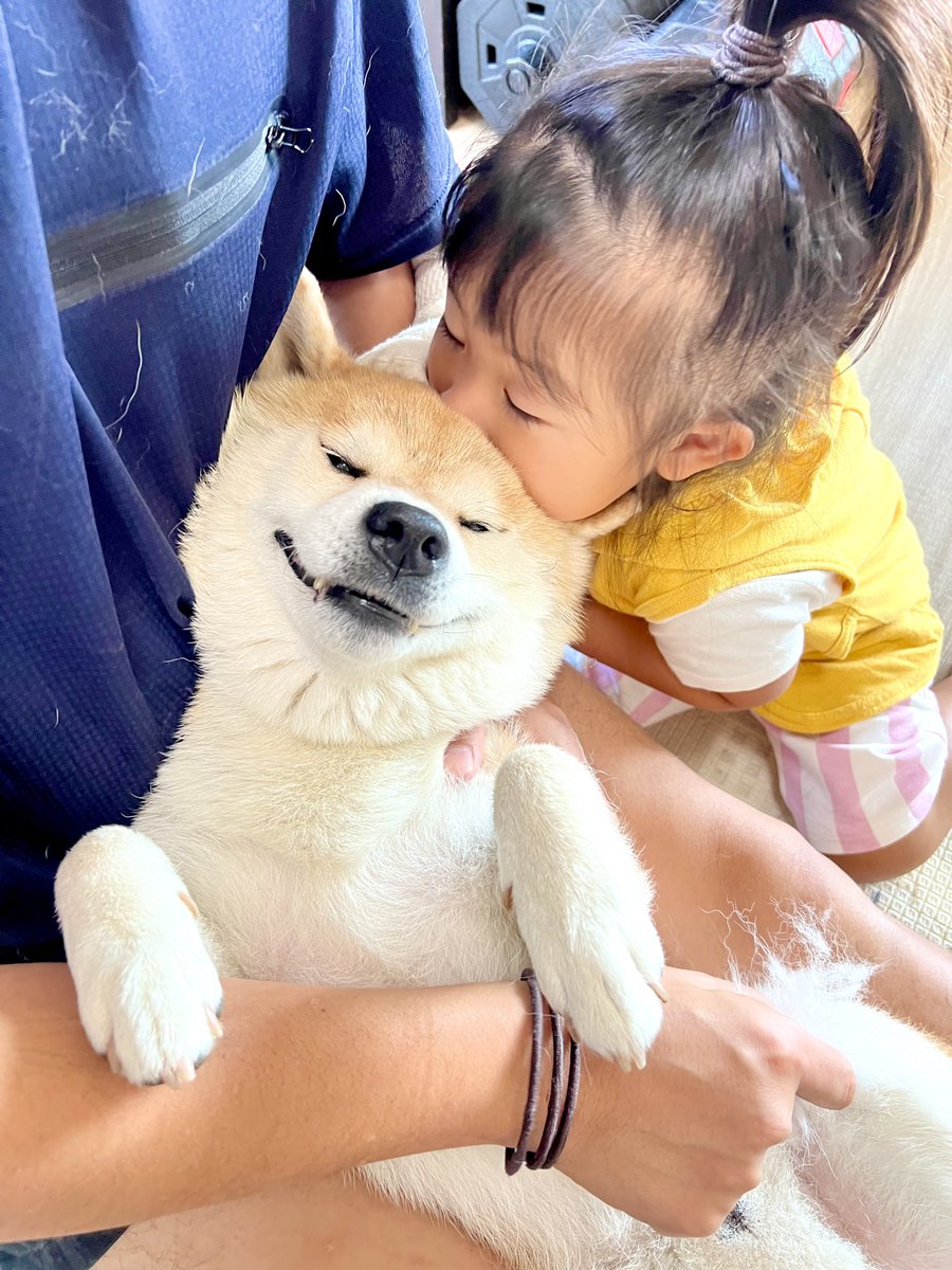 シヴァ犬こむぎっす🐾豆シヴァわらび tweet media