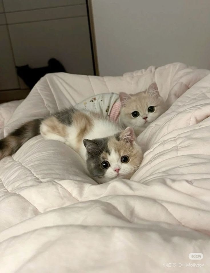 nekocatts's tweet photo. https://t.co/fRJblvtsxu