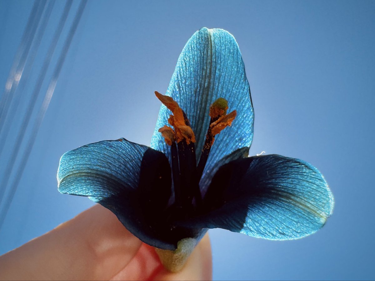 djbaskin's tweet photo. a true teal flower in nature is rare. this is the Sapphire Tower / blue puya from Chile and it’s in bloom right now in SF in a hidden spot. I’m hosting a private tour bc I can’t share the location online &amp; it’s also slightly dangerous, so we must treat this like a rare Pokémon https://t.co/iqF8VBaU97