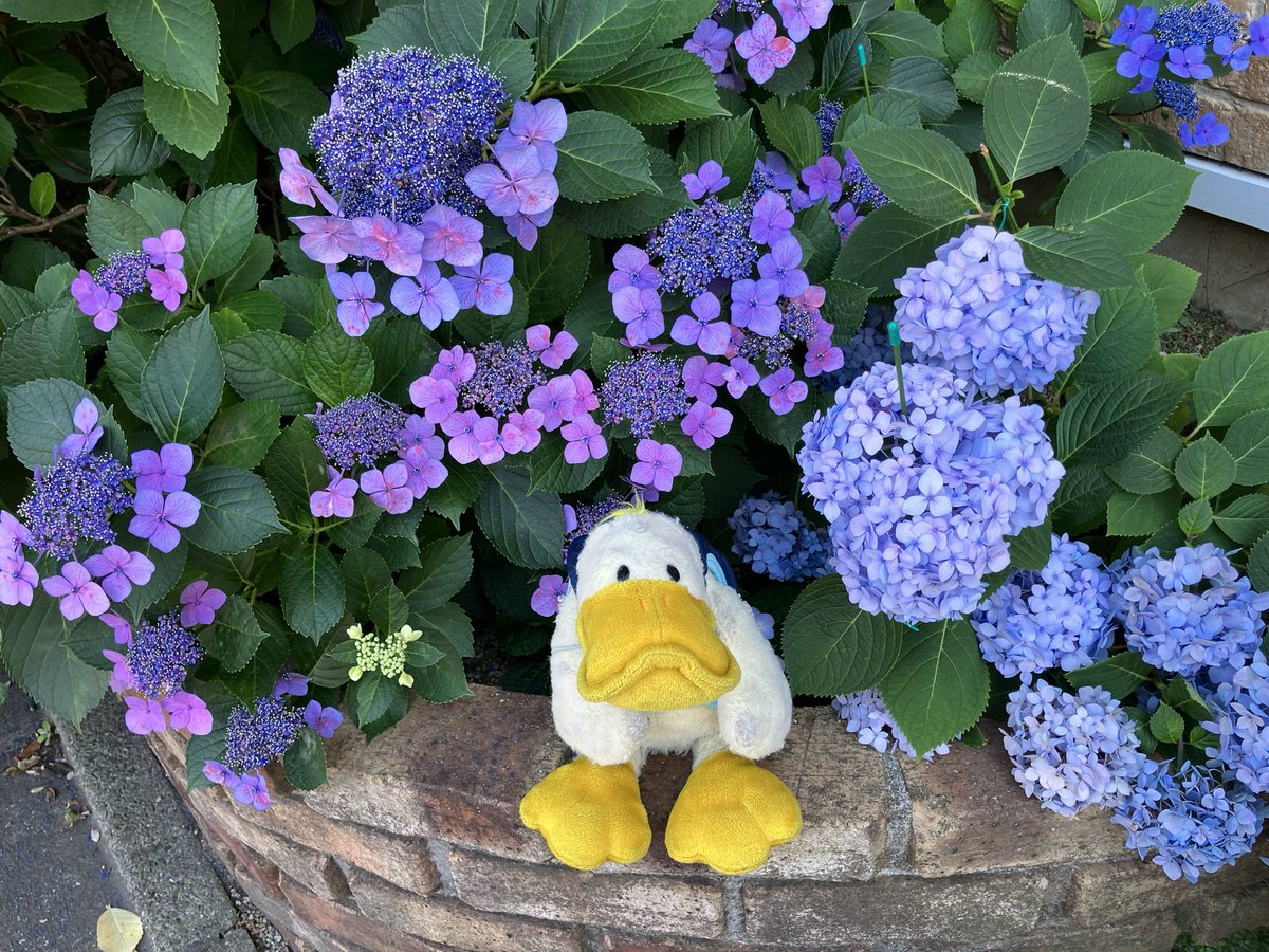 duomaple's tweet photo. 日陰の紫陽花〜 https://t.co/vOYNf2D3m8