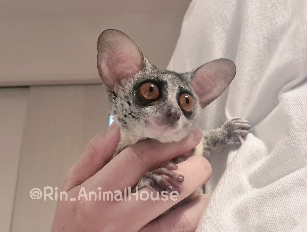Rin_AnimalHouse's tweet photo. 2025年6月11日生まれの男の子🐒💕
最終価格に変更しました💡
とても良くなれているいい子です♡
お問い合わせはプロフのリンクよりお願いします(⋆ᴗ͈ˬᴗ͈)”
お名前・お住まいの都道府県・お電話番号をお忘れなく💨
#ショウガラゴ #販売 #市川市 https://t.co/01jKyZzHIO