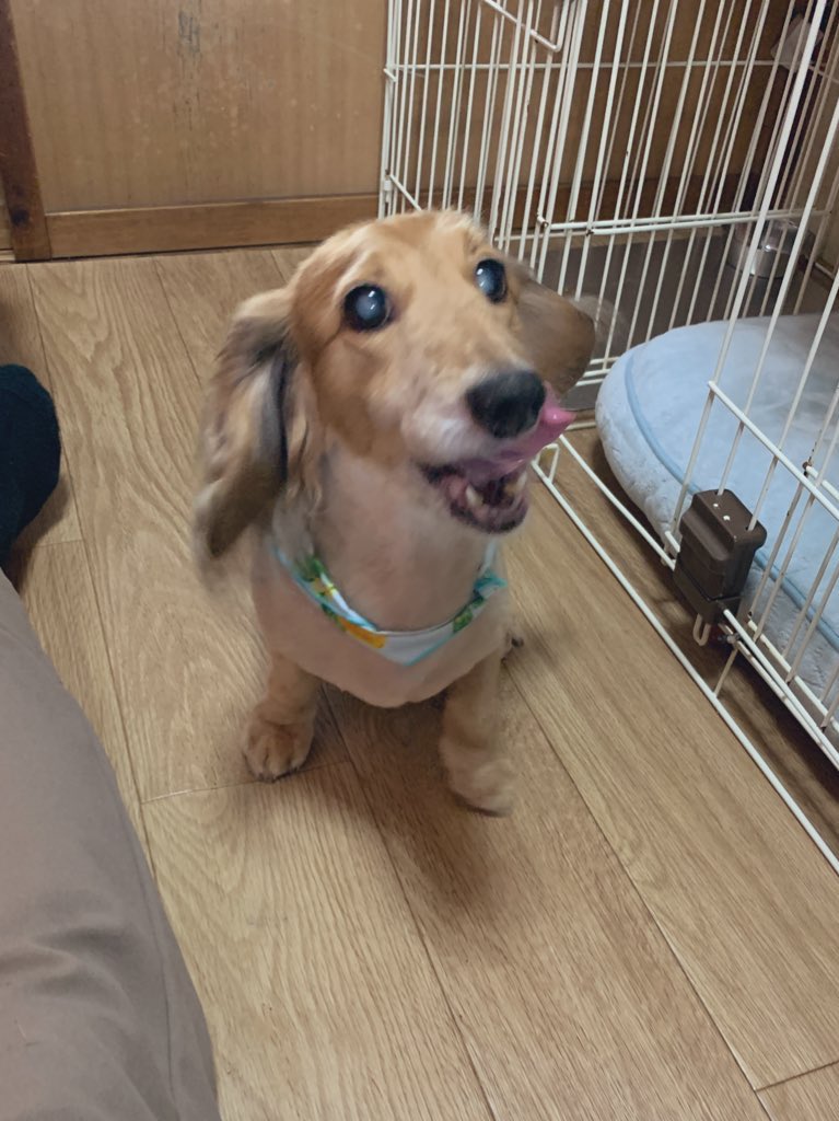 kasumiryu11's tweet photo. うちのイッヌケツデカ過ぎて後ろから盗撮するとマムタロトになるし、べろべろしまくるから真正面から撮ったらオオナズチになる。 https://t.co/XuoieKPJpy
