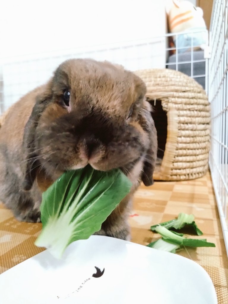 YuduChocoKuro's tweet photo. 今日はチンゲン菜🥬 https://t.co/zEyJXP0tIF