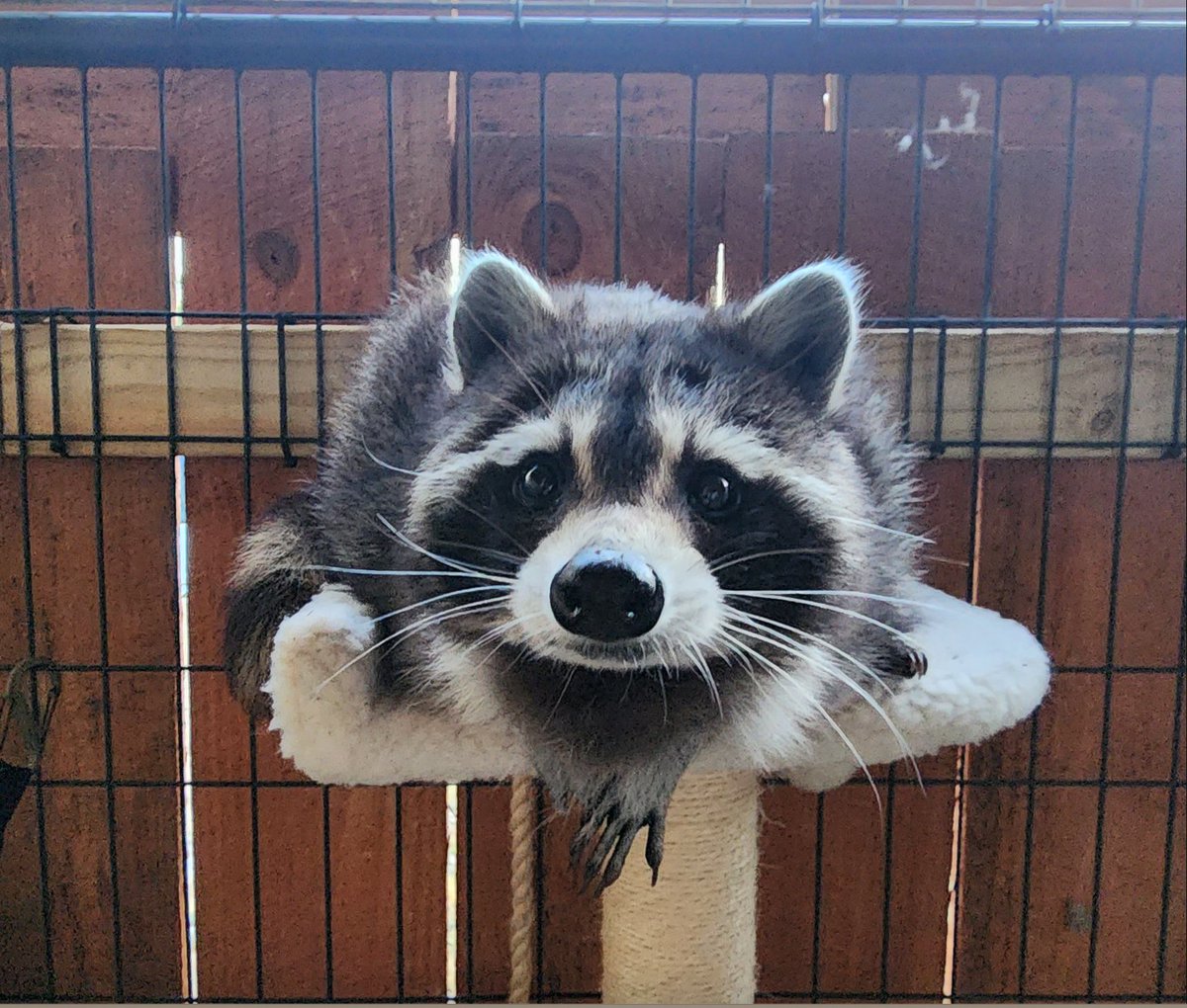 zircce_'s tweet photo. YOUR SONA VS IRL ANIMAL https://t.co/G5D2grxBL8